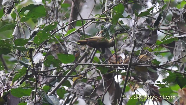 Fraser's Sunbird - ML201500251