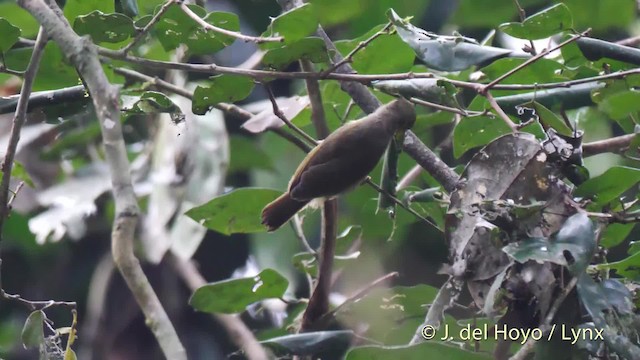 Fraser's Sunbird - ML201500261