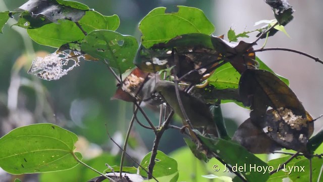 アカフサコバシタイヨウチョウ - ML201500271