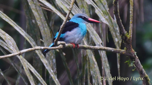 Martin-chasseur à poitrine bleue - ML201500281