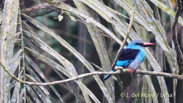 Martin-chasseur à poitrine bleue - ML201500291