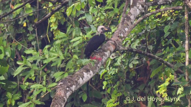 Western Long-tailed Hornbill - ML201500301