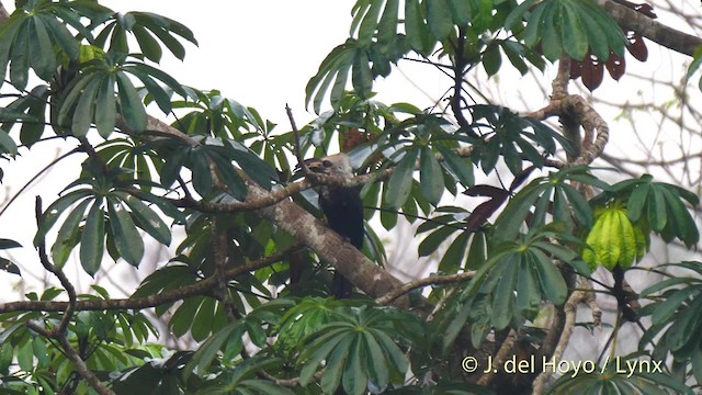 Western Long-tailed Hornbill - ML201500311