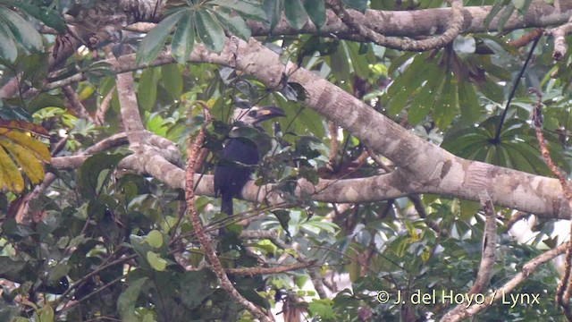 Western Long-tailed Hornbill - ML201500321