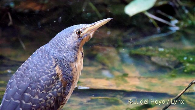 Dwarf Bittern - ML201500391