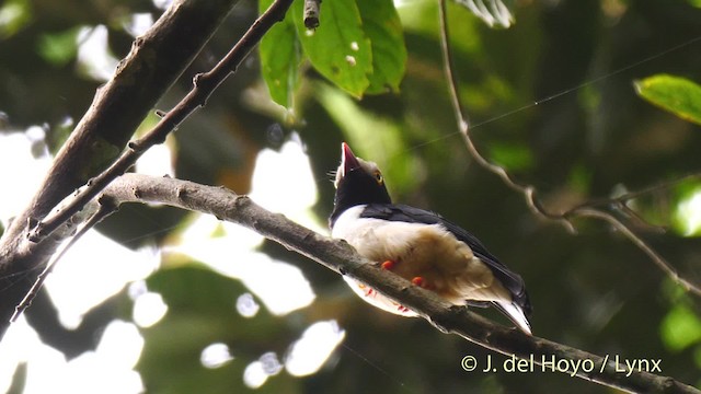 Bagadais à bec rouge (caniceps) - ML201500481