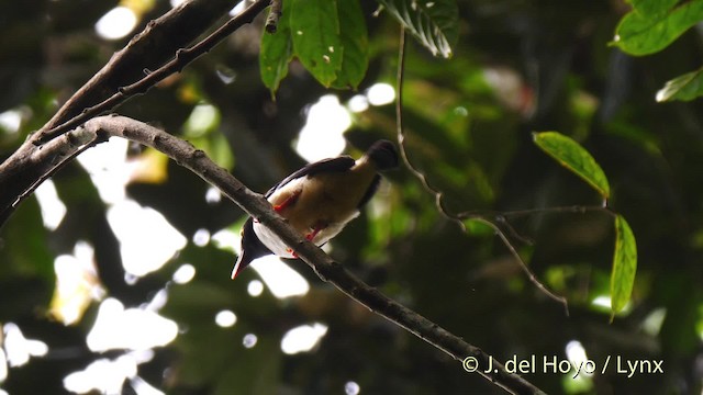 Bagadais à bec rouge (caniceps) - ML201500491