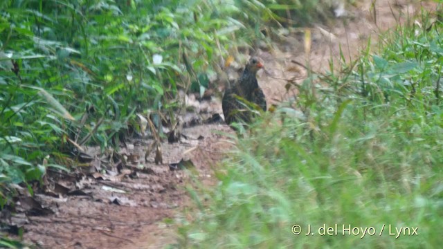 Ahanta Spurfowl - ML201500511