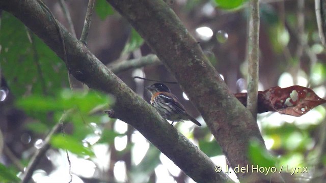 Rufous-sided Broadbill - ML201500531