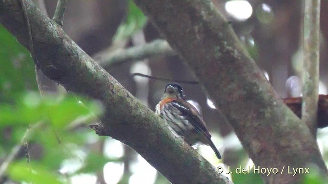 Rufous-sided Broadbill - ML201500541