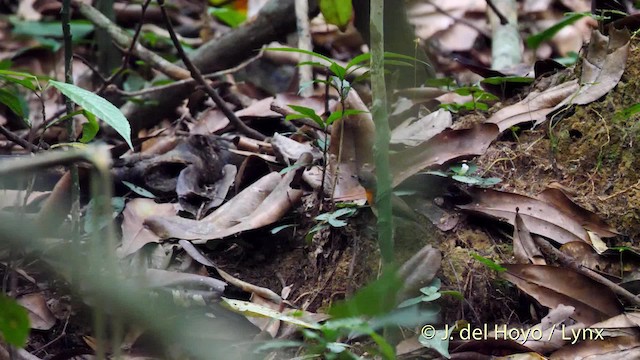 Orange-breasted Forest Robin - ML201500561