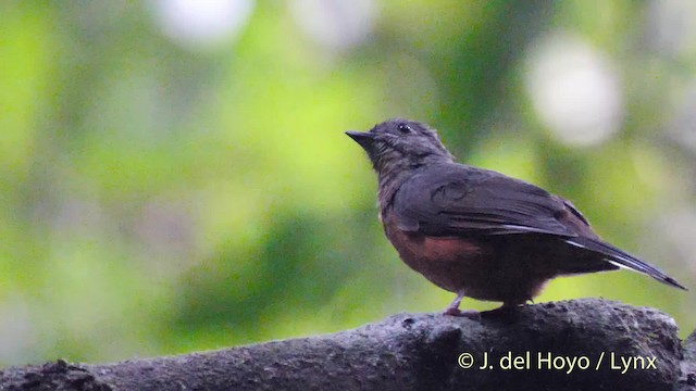 Finsch's Flycatcher-Thrush - ML201500591