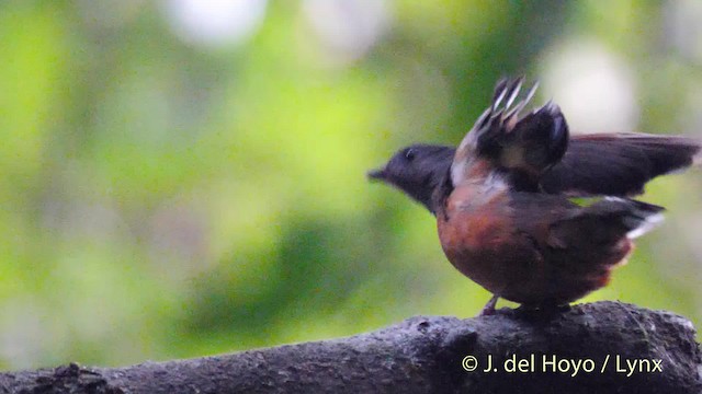 Finsch's Flycatcher-Thrush - ML201500601