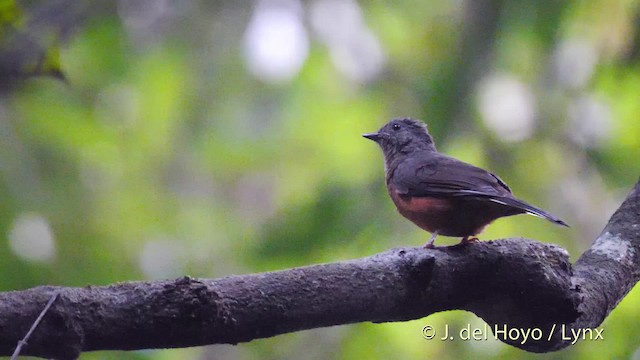 Finsch's Flycatcher-Thrush - ML201500611