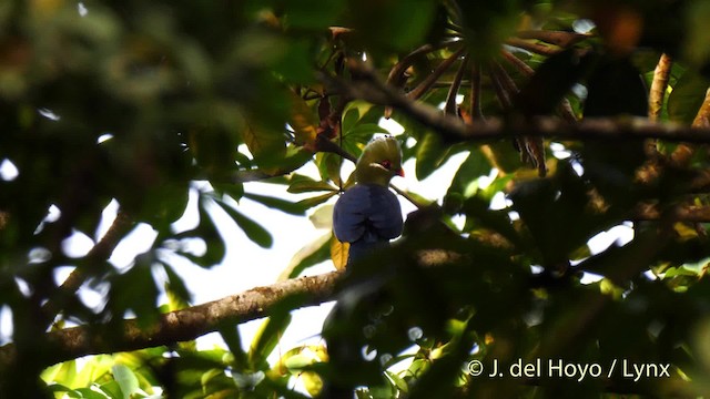 Turaco Piquigualdo (macrorhynchus) - ML201500621