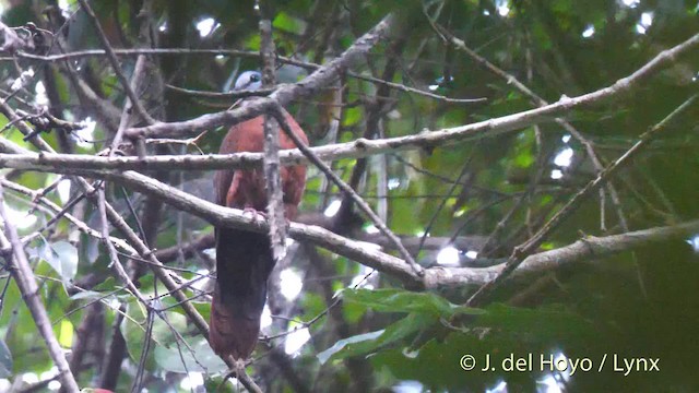 Blue-headed Wood-Dove - ML201500651