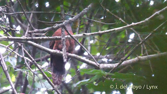 Blue-headed Wood-Dove - ML201500661