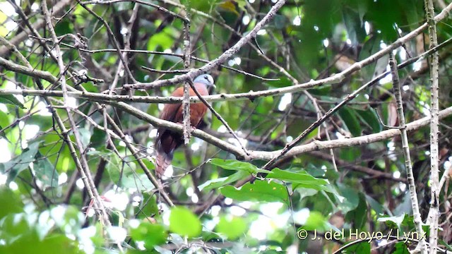 Palomita Cabeciazul - ML201500671