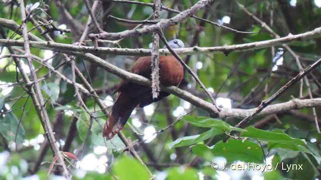 Blue-headed Wood-Dove - ML201500681