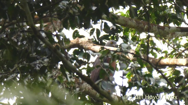 Long-tailed Hawk - ML201500701