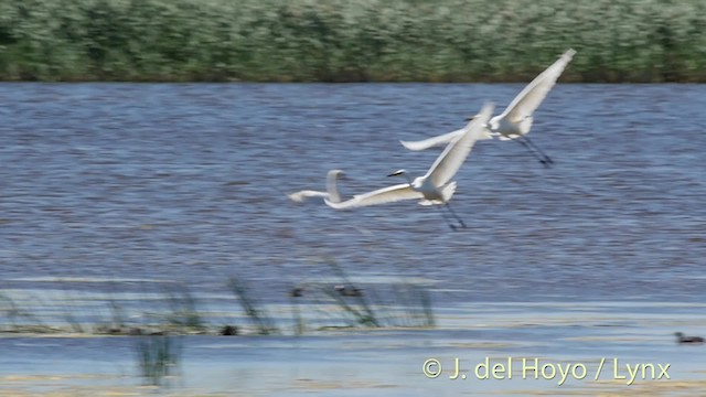 Great Egret (alba) - ML201500851
