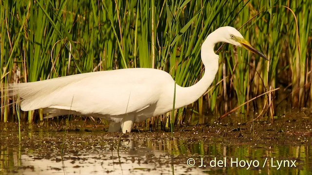 Grande Aigrette (alba) - ML201500861