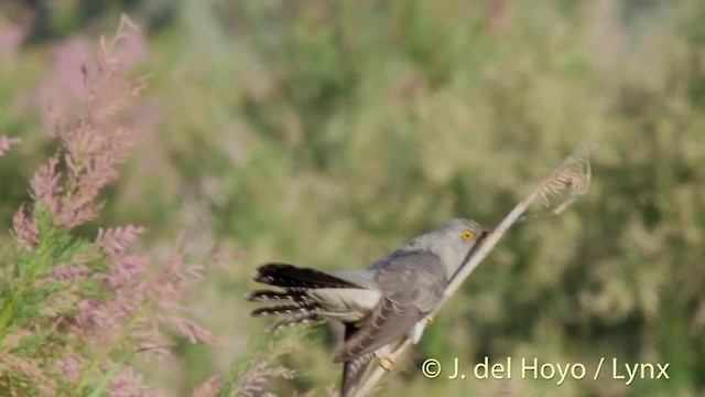 Common Cuckoo - ML201500891