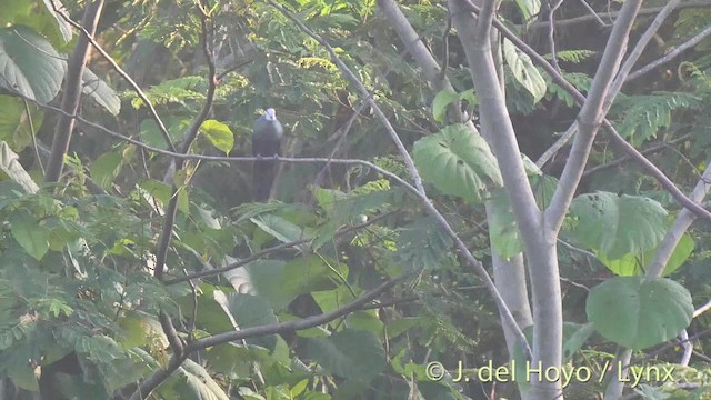 Sula Cuckoo-Dove - ML201500921