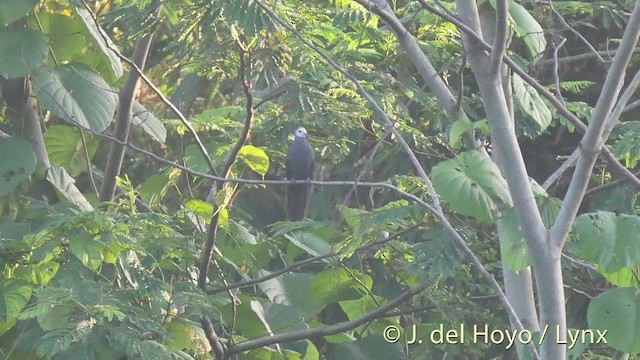 Sula Cuckoo-Dove - ML201500931