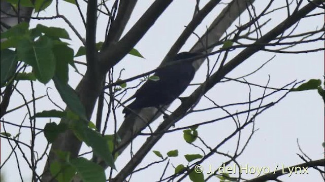 Sunda Kargası (celebensis/mangoli) - ML201500961