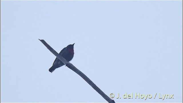 Dicée des Célèbes (groupe celebicum) - ML201500971