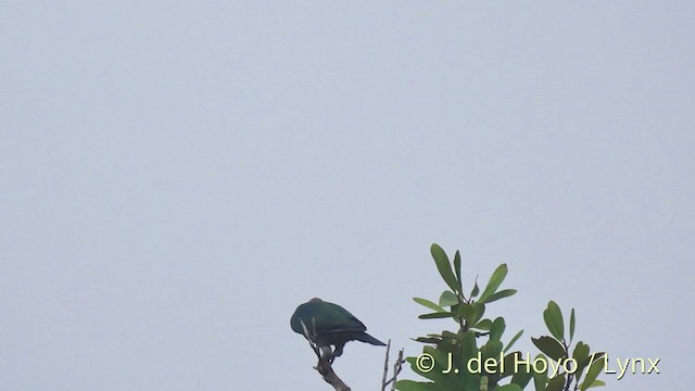 Green Imperial-Pigeon (Rufous-naped) - ML201500981