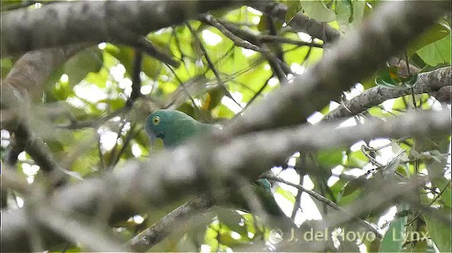 Black-naped Fruit-Dove - ML201501081