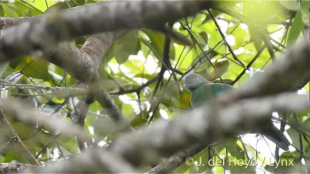 Black-naped Fruit-Dove - ML201501091