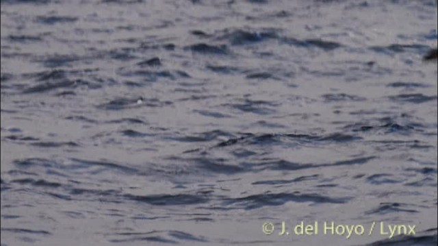 Fulmar boréal (glacialis/auduboni) - ML201501161