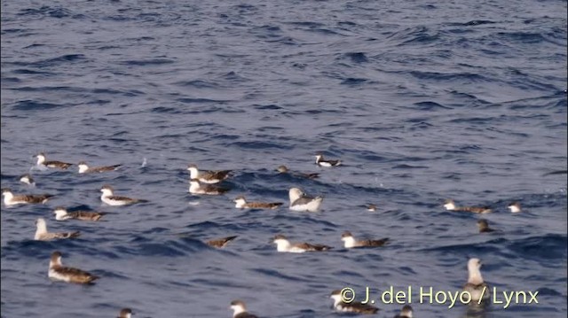 Manx Shearwater - ML201501191