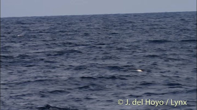 Manx Shearwater - ML201501201