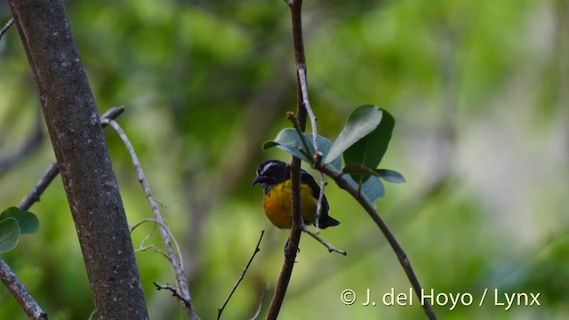 Bananaquit (Lesser Antillean) - ML201501231