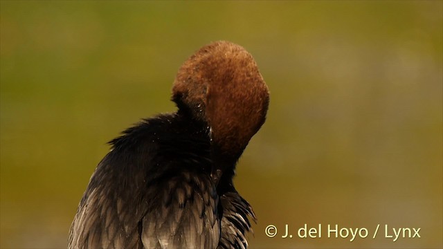 Pygmy Cormorant - ML201501241