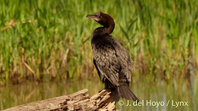 Pygmy Cormorant - ML201501251