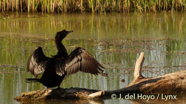 Pygmy Cormorant - ML201501261