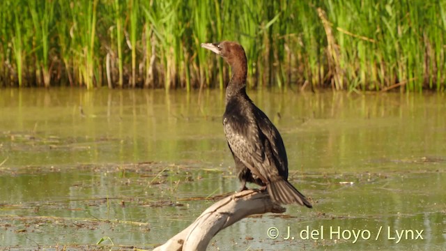 Pygmy Cormorant - ML201501271