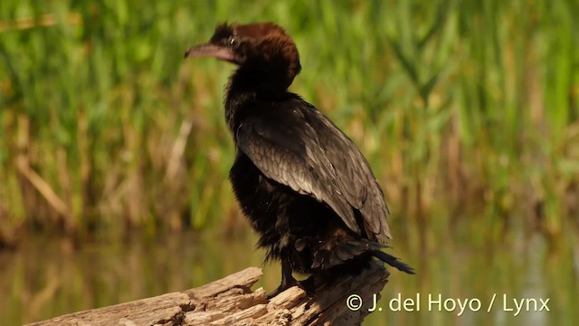 Pygmy Cormorant - ML201501281