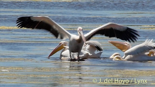 Great White Pelican - ML201501291