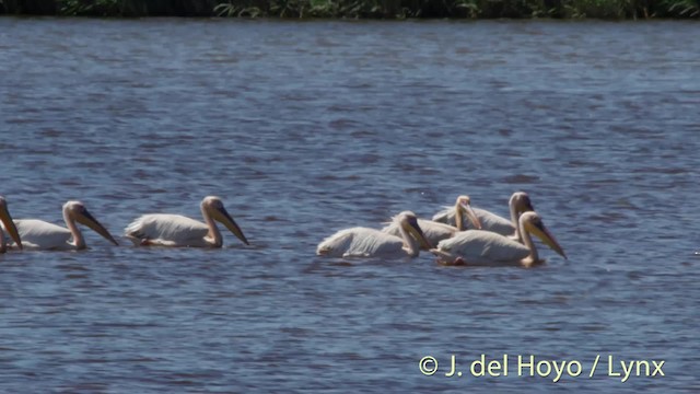 Great White Pelican - ML201501301