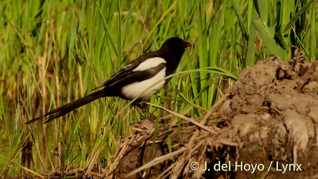 pica pica melanotos Eurasian Magpie (Iberian) main image 0