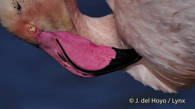 Greater Flamingo - ML201501351
