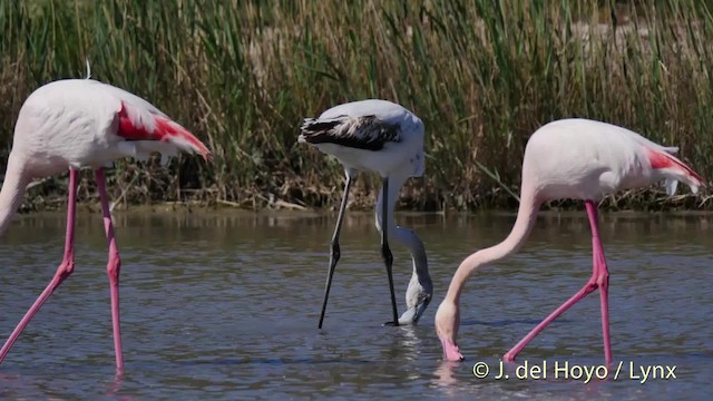Greater Flamingo - ML201501361