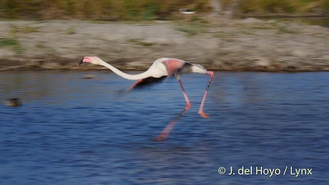 Greater Flamingo - ML201501391
