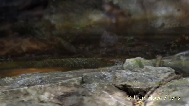 Timalie à gorge striée (groupe gularis) - ML201501601